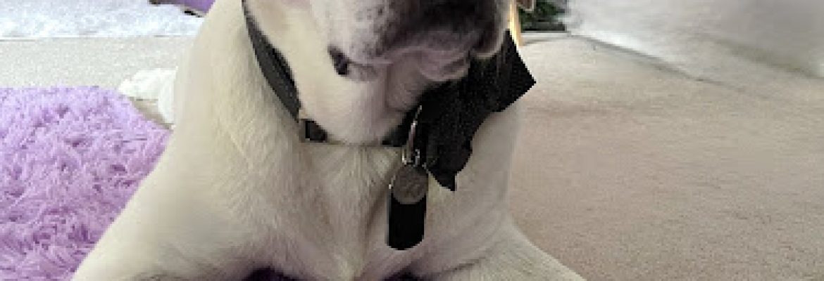 Furry Faces Pet CBD