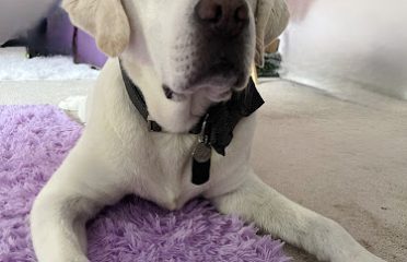 Furry Faces Pet CBD