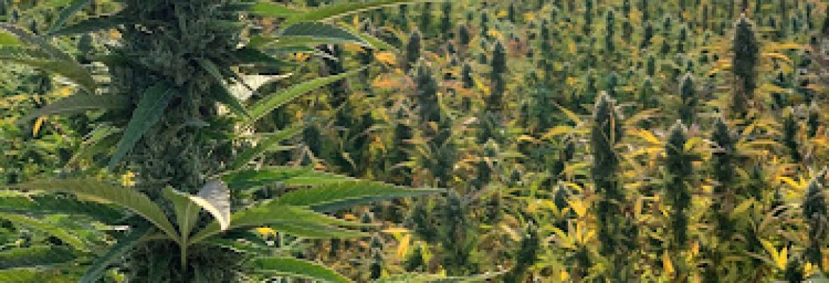 Western States Hemp