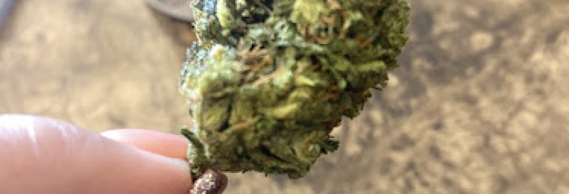 CBD American Shaman | CBD Oil, Gummies, Cream | Delta 8 Shop | HHC | Las Cruces CBD Store