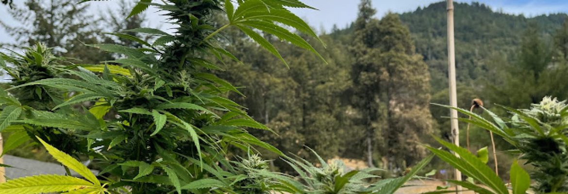 Humboldt Cannabis Tours