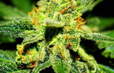 EZ Smoke Inglewood – Cannabis Dispensary
