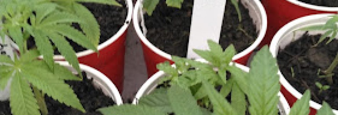 Knarich Family Farm LLC