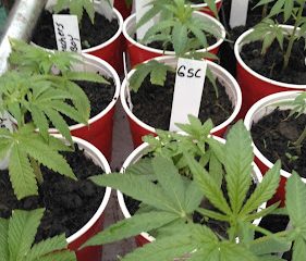 Knarich Family Farm LLC