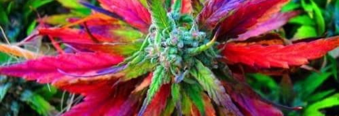 Mt. Hempire