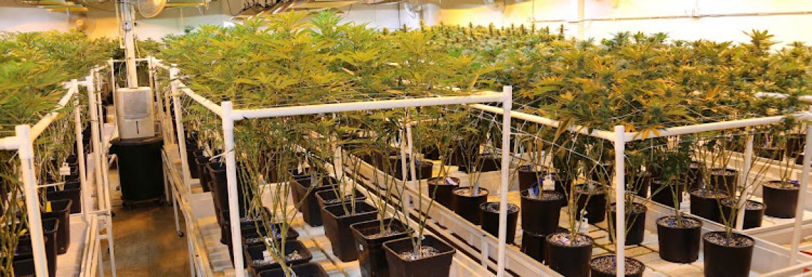 Rocky Mountain High Dispensary: Monaco