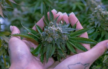 Herbarium Weed Dispensary Los Angeles Marijuana