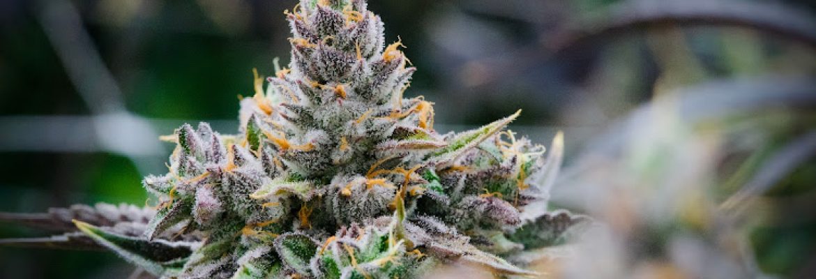 Prime Cuts Cannabis Nursery and Seed Bank