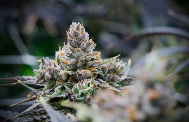 Prime Cuts Cannabis Nursery and Seed Bank