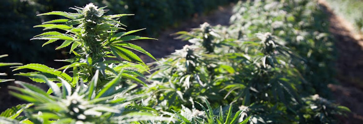 Cannaflower | Low-THC Cannabis & CBD Flower for Sale Online