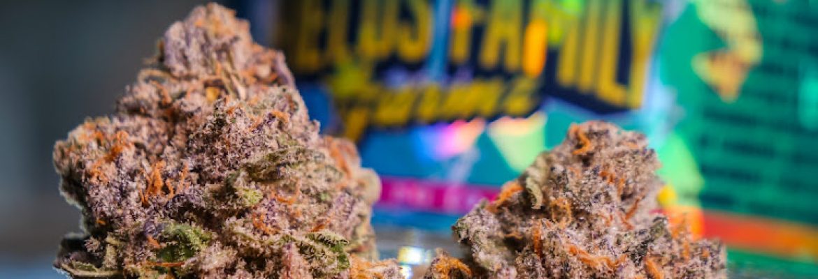 Strain Balboa Caregivers