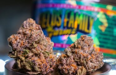 Strain Balboa Caregivers