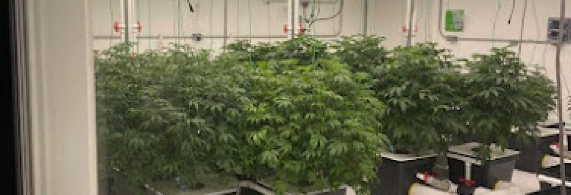 Northern Native Cannabis Company