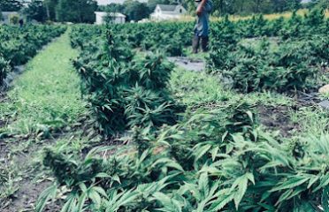 Illinois Valley Hemp