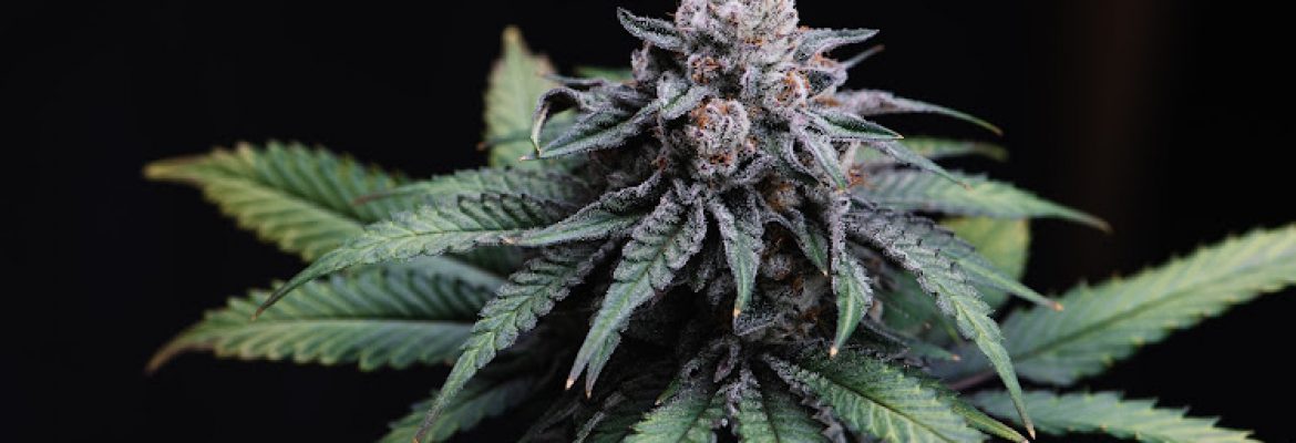 Proper Cannabis