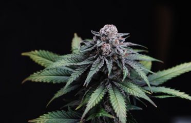 Proper Cannabis