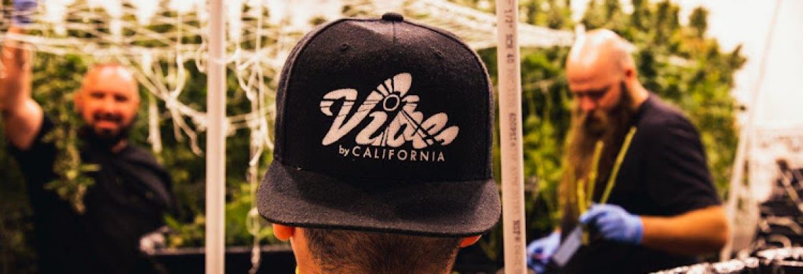 Vibe Salinas | Cannabis Dispensary