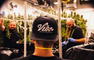 Vibe Salinas | Cannabis Dispensary