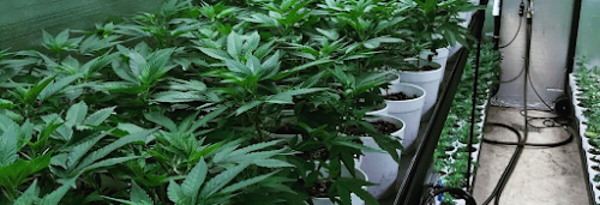 Clones On Fire