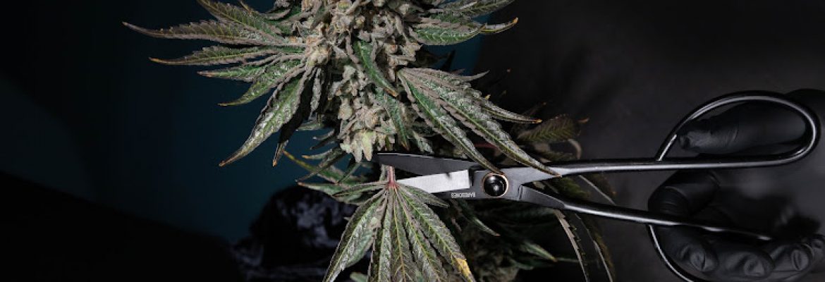 Skymint