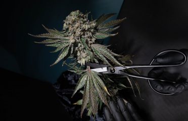Skymint Nunica Marijuana & Cannabis Dispensary