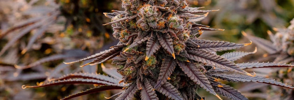MI Canna Connection