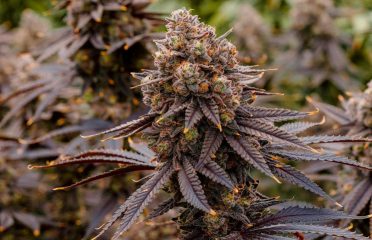 MI Canna Connection