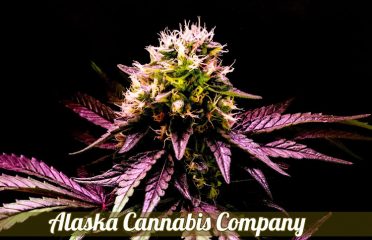 Alaska Cannabis Company