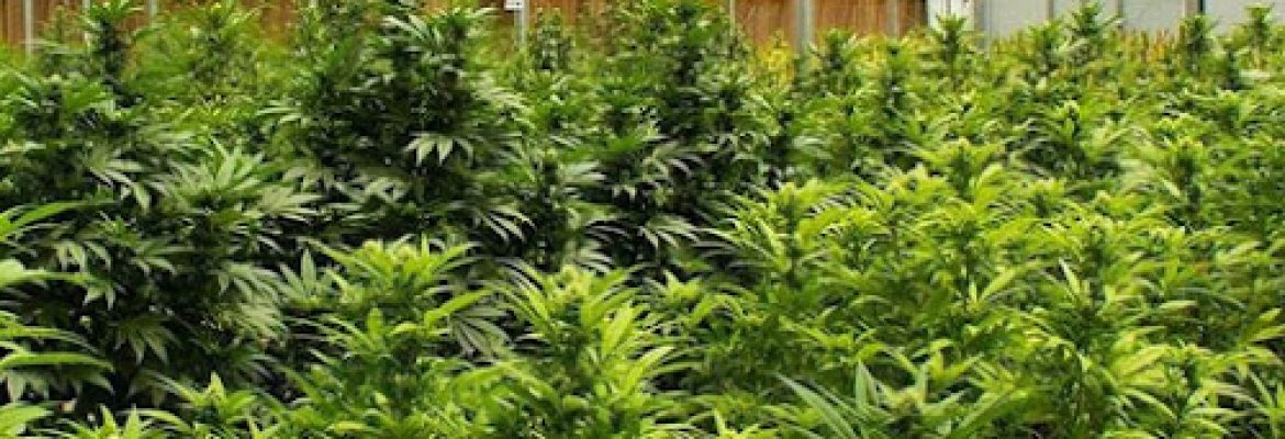 San Juan Strains