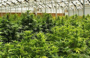 San Juan Strains