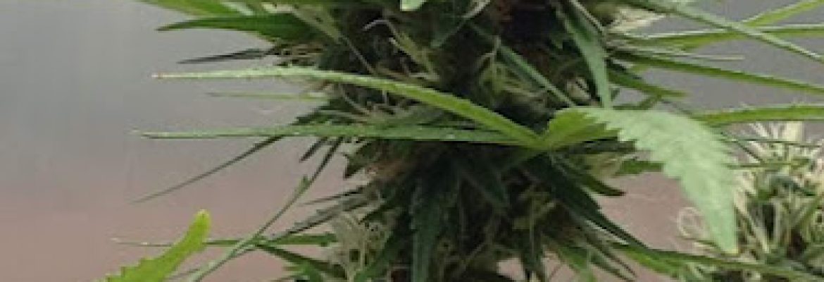 Kuppens herbs Inc