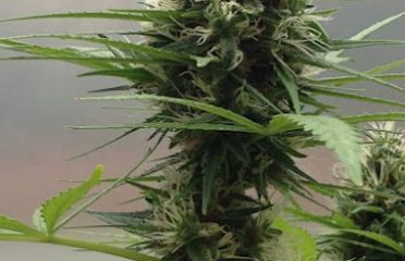 Kuppens herbs Inc