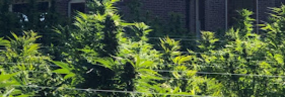 Scarp Farm CBD