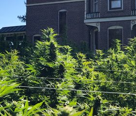 Scarp Farm CBD