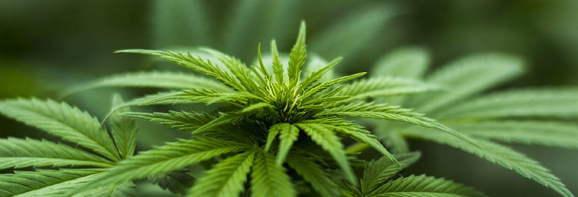 Health and Wellness CBD Shop