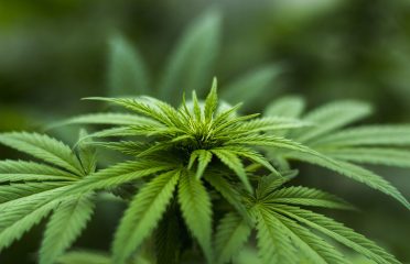 Health and Wellness CBD Shop