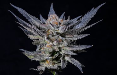 Southwest Cannabis