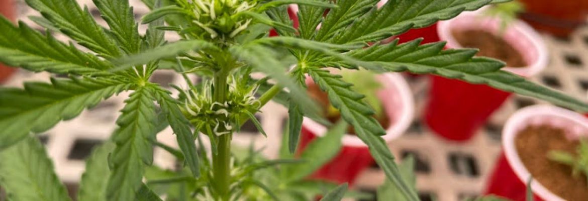 Lewis Lemon Hemp LLC