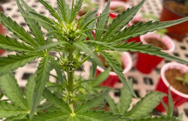 Lewis Lemon Hemp LLC