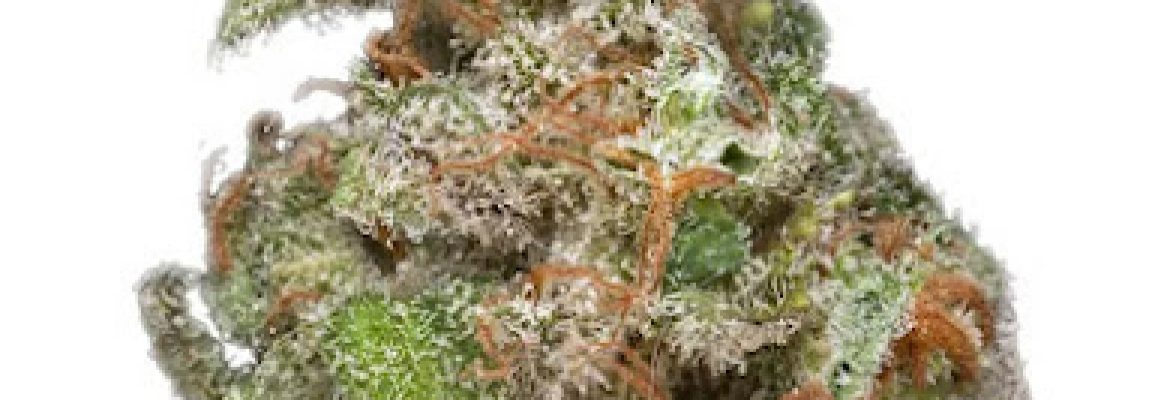 Exotic Weeds