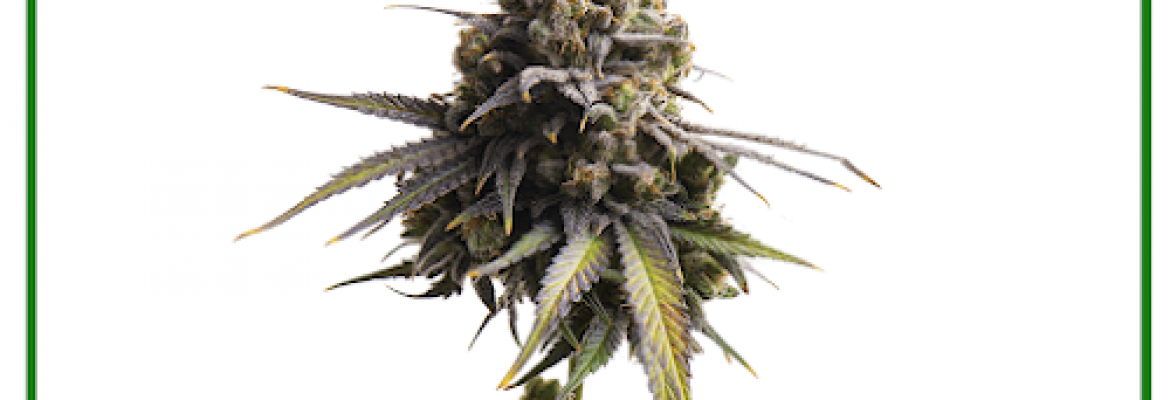 King’s Cannabis