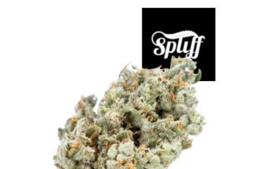 Spliff Nation Dispensary