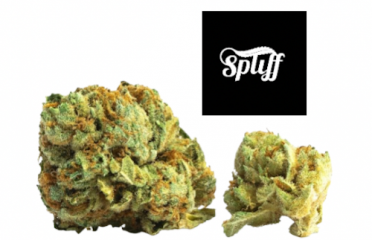 Spliff Nation Dispensary