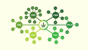 Silver Stem Fine Cannabis Bonnie Brae Marijuana Dispensary