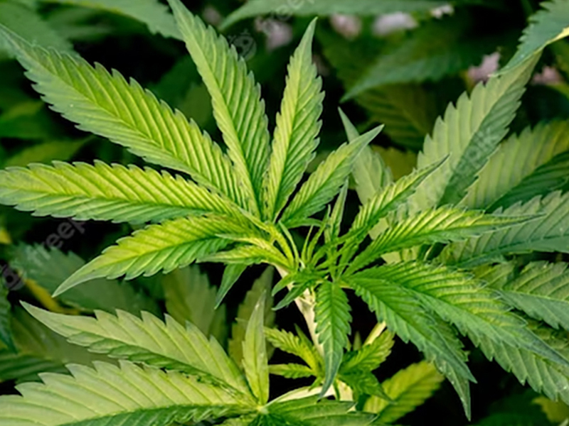Massachusetts Cannabis Dispensaries, Berkshire Cannabis Dispensaries, Boston MA Cannabis Dispensaries, Cape Cod Cannabis Dispensaries